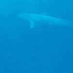 Great Whales Education Programe Dolphins and Whales are in SL - Value for Money and Additional Offerings