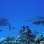 Guam's Best Beach Diving! Beginner and Advanced Dives - The Guides: Who Makes It Special?