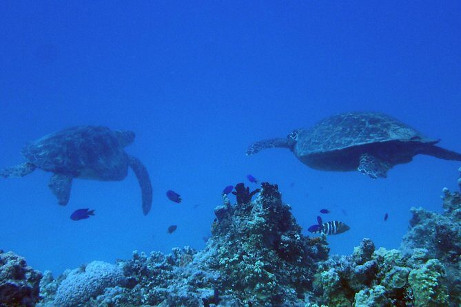 Guam's Best Beach Diving! Beginner and Advanced Dives - The Guides: Who Makes It Special?