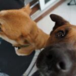 Guangzhou: 3-Day Local Experience with Host - The Practical Details