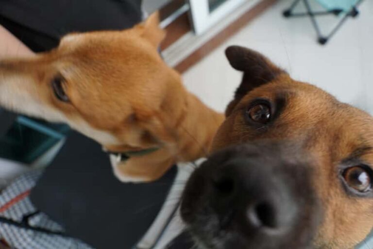 Guangzhou: 3-Day Local Experience with Host - The Practical Details