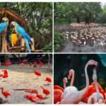 Guangzhou Chimelong: Safari Park/ParadiseOptional Day Tour - What You Should Expect from This Tour