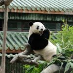 Guangzhou: Guangzhou Zoo Official Entry Ticket with Pandas - Practical Info for Visitors
