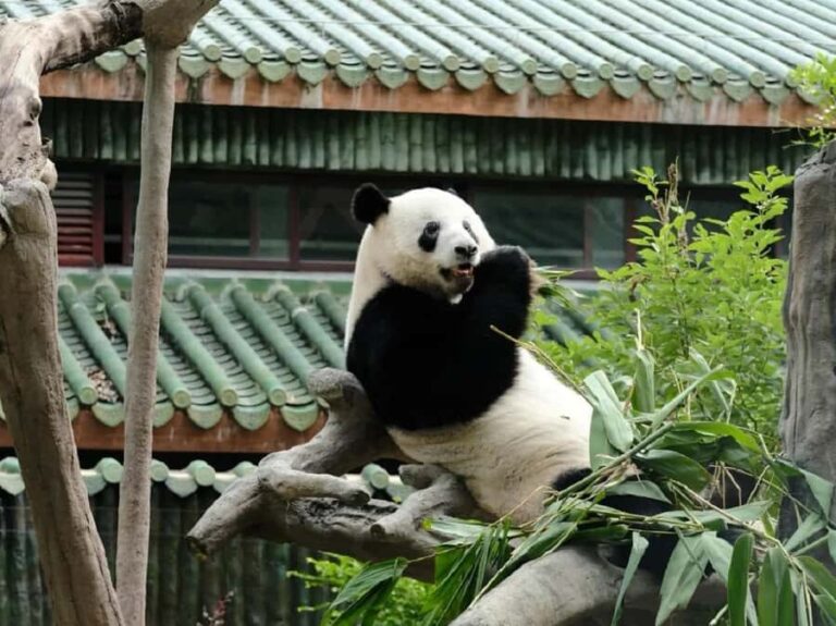 Guangzhou: Guangzhou Zoo Official Entry Ticket with Pandas - Practical Info for Visitors