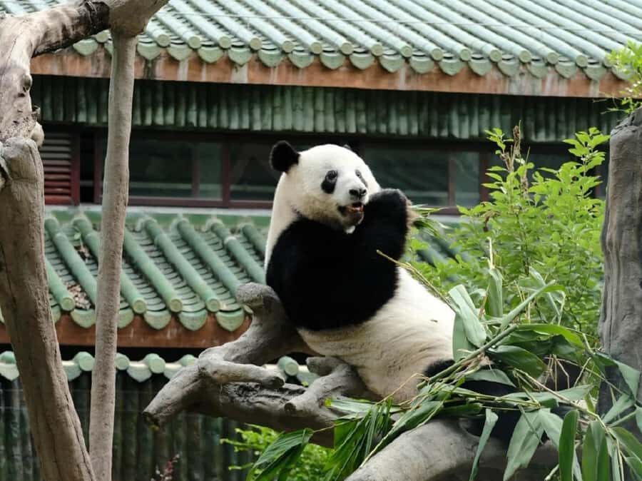 Guangzhou: Guangzhou Zoo Official Entry Ticket with Pandas - Practical Info for Visitors