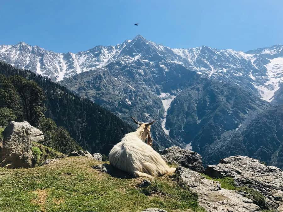 Guided Lama Dugh Hike in Manali - What to Expect: Practical Details