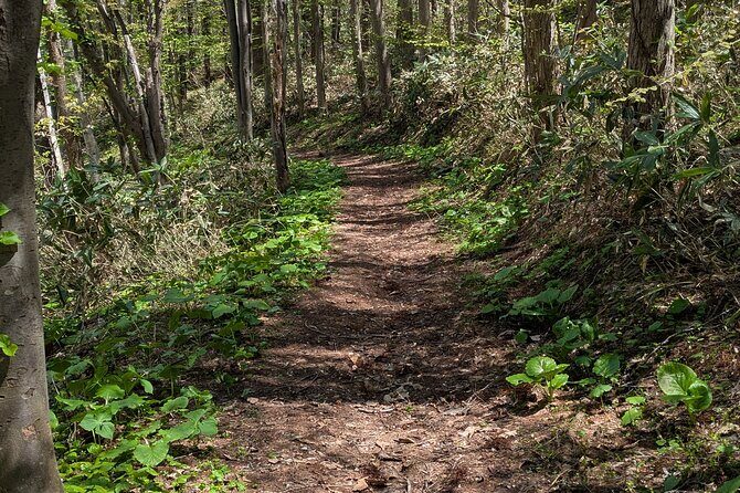 Guided Shioya Maruyama Hike with Scenic Views and Snacks - The Value of This Tour