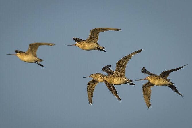 Guided Tour at Pukorokoro Shorebird Centre - The Value of the Experience