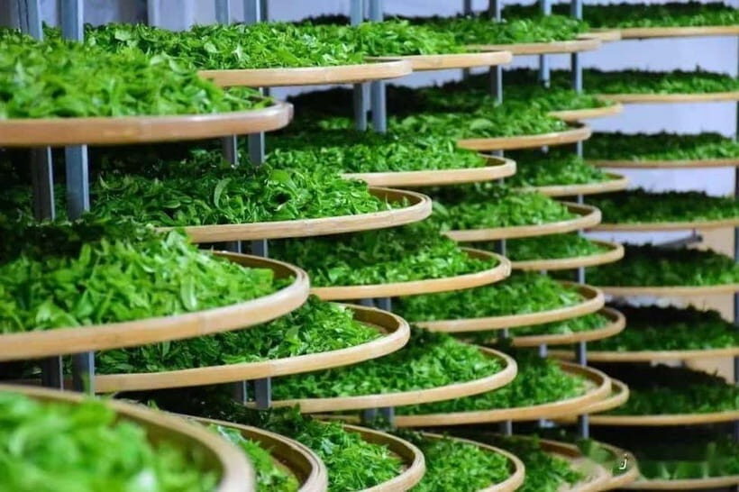 Guilin: City Tour with Elephant Hill & Ming Tea Tasting - Transportation & Pricing: What’s in the Deal?