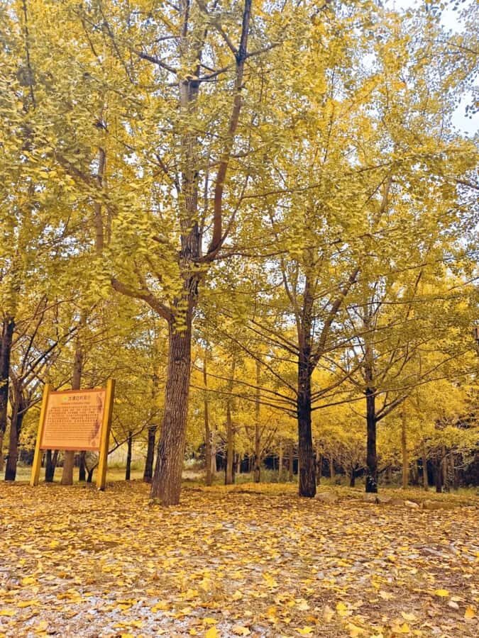 Guilin: Private Ginkgo Village and DaXu Ancient Town Tour - Practical Details and Tips