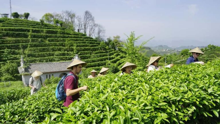 Guilin:Tea Picking and Processing at Qixian Peak Scenic Area - Authenticity and Value