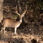 Gujarat: Devalia Park ( Devaliya ) Guided Jeep Safari - The Sum Up