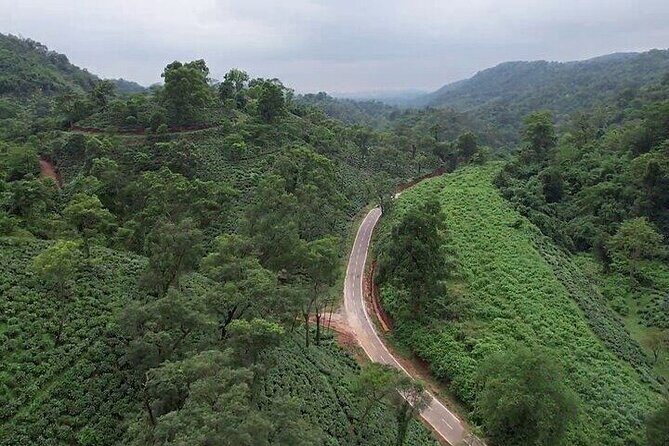 Guwahati Tea Garden Tour with Lunch & Hi Tea (Premium Experience) - Real Visitor Insights: What Sets This Tour Apart