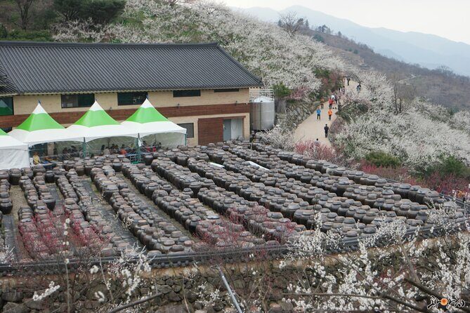 Gwangyang Maewha Flower and Jeonju Hanok Village Tour from Seoul - Final Thoughts: Is This Tour Worth It?