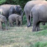 Habarana Eco Park Jeep Safari [private,full package] - Why This Tour Offers Great Value