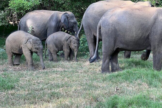 Habarana Eco Park Jeep Safari [private,full package] - Why This Tour Offers Great Value