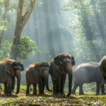 Habarana Eco Park Safari with Jeep & Entrance Fee - Exploring the Habarana Eco Park Safari in Detail