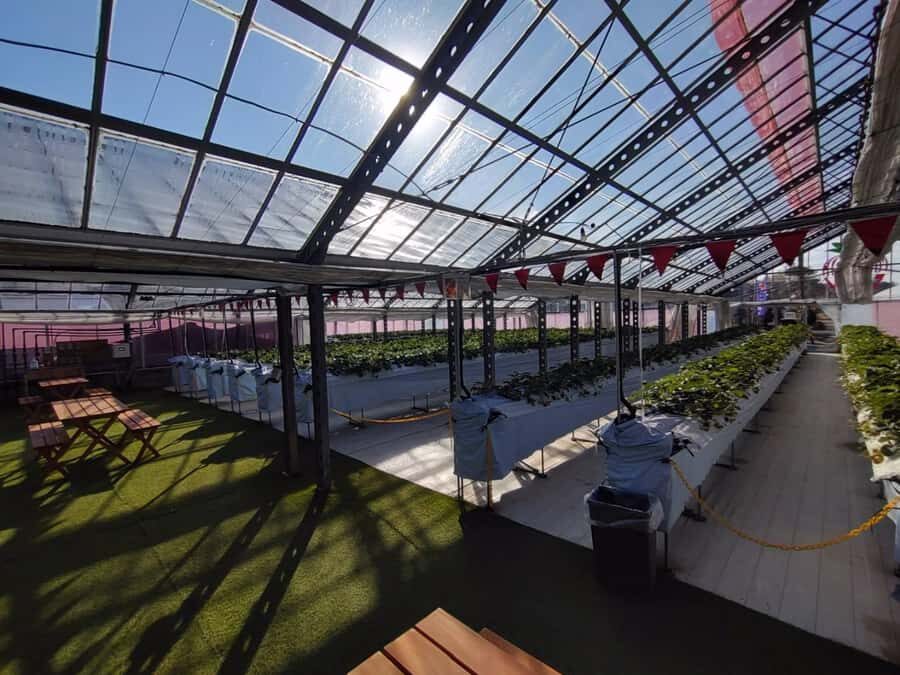 Hadano, Japan: Strawberry Picking Experience Near Tokyo - Frequently Asked Questions