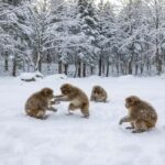 Hakuba: Snow Monkeys and Alpine Escape Private Tour - Who is This Tour Best For?