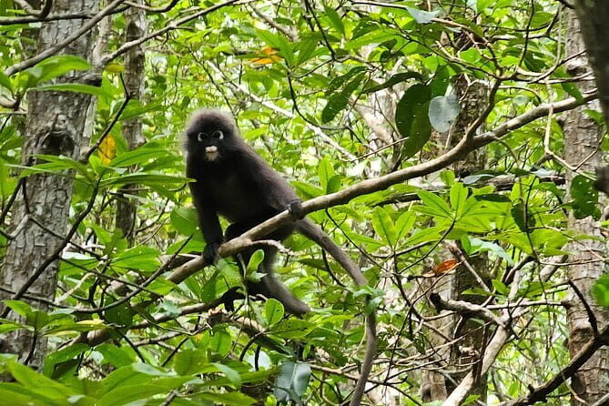 Half-day 4 Hours Kilim Mangrove Kayaking (Without hotel pickups) - Practical Details and What to Expect