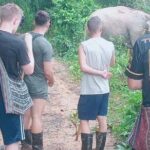 Half Day Afternoon Elephant Observation Tour in Chiang Mai - The Drawbacks and Considerations