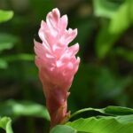 Half-Day Barbados Tour Harrisons Cave Hunte's Garden and Bathsheba - Transportation and Group Size