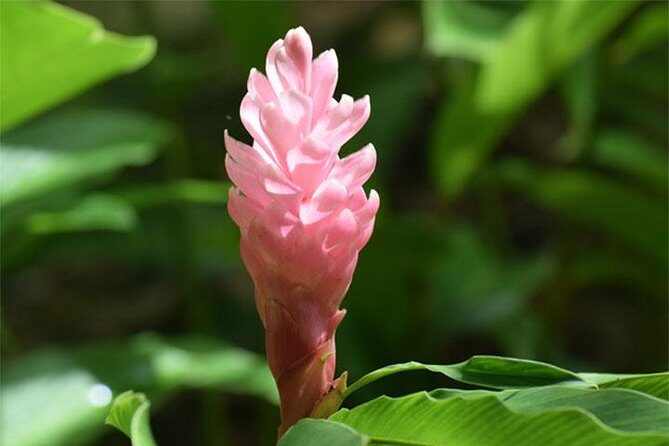 Half-Day Barbados Tour Harrisons Cave Hunte's Garden and Bathsheba - Transportation and Group Size