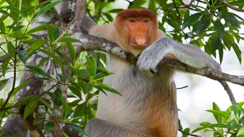 Half Day Labuk Bay Proboscis Monkey Sanctuary | Sandakan - The Itinerary in Detail
