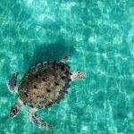 Half-Day Private Boat Experience  Appetizers & Drinks Included - Nighttime Snorkeling: A Different Kind of Marine Encounter