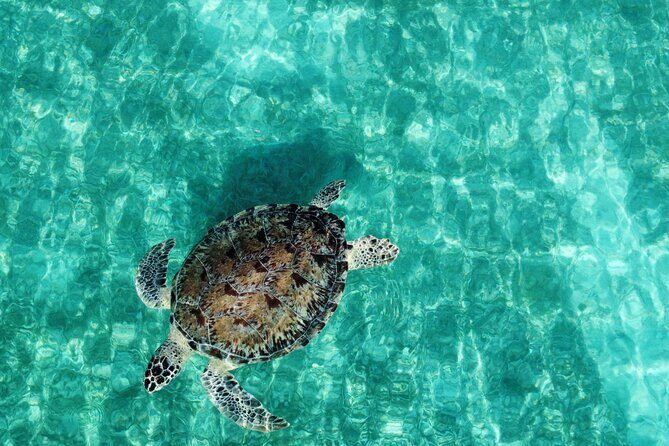 Half-Day Private Boat Experience  Appetizers & Drinks Included - Nighttime Snorkeling: A Different Kind of Marine Encounter