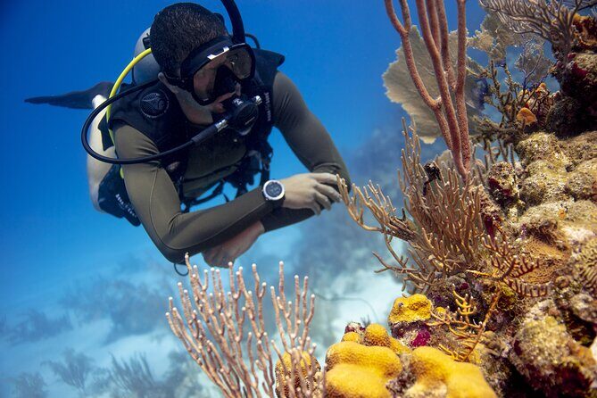 Half-Day Private Discover Dive at Australia's Iconic Beach - Who Is This Tour Best Suited For?