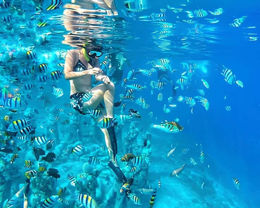 Half Day Private Snorkeling Swim With Turtles Free Gopro - Why This Tour Offers Great Value