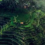 Half Day Private Tour in Ubud - Practical Details and Tips