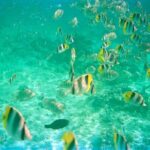 Half-Day Sailing Trip on the Lagoon of Tahiti Comments - Whats Included and Not