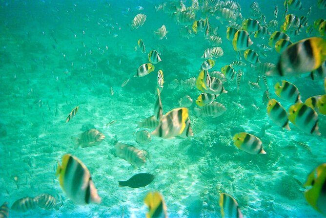 Half-Day Sailing Trip on the Lagoon of Tahiti Comments - Whats Included and Not