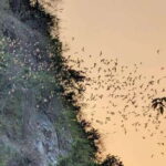 Half-day swing bridge, bamboo train, batcave & Killing cave - Authentic Experiences and Personal Touches