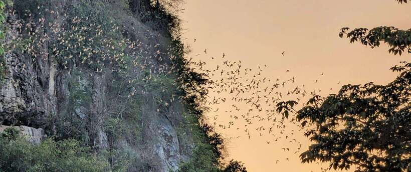 Half-day swing bridge, bamboo train, batcave & Killing cave - Authentic Experiences and Personal Touches