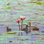 Half Day Tour to Muthurajawela, Lagoon, Dutch Canal and Mangroves - Detailed Breakdown of the Itinerary