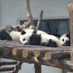 Half Day Tour to Xi'an Wild Panda Breeding and Protecting Center - Exploring the Itinerary in Detail