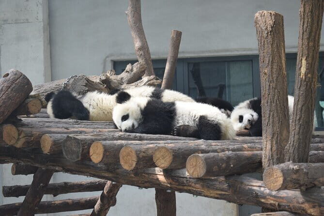 Half Day Tour to Xi'an Wild Panda Breeding and Protecting Center - Exploring the Itinerary in Detail
