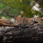 Half Day trip in Yala National Park - Who Will Love This Tour?