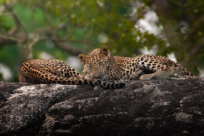 Half Day trip in Yala National Park - Who Will Love This Tour?