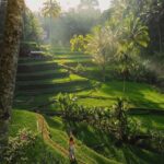 Half-Day Ubud Tour: Pakudui Terraces, Waterfall+Water Temple - What You’ll Love About This Tour