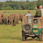 HalfDay Jeep Safari in Minneriya National Park - The Value of the Experience