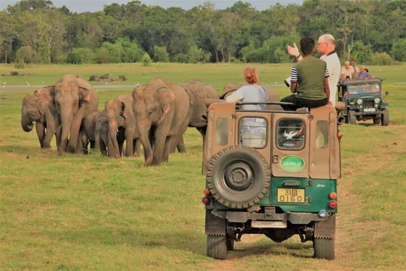 HalfDay Jeep Safari in Minneriya National Park - The Value of the Experience