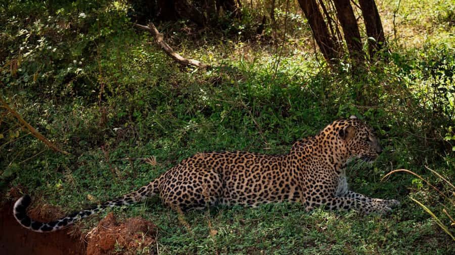 Hambantota: All Inclusive Yala National Park Block 1 Safari - Understanding the Value of This Tour