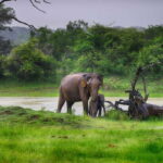 Hambantota Port: Udawalawe Safari Tour & Transit Home Visit - Transport and Practicalities