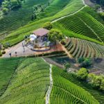Hangzhou Tea Tour: Villages, Lakes & Whisked Tea Experience - The Experience in Detail