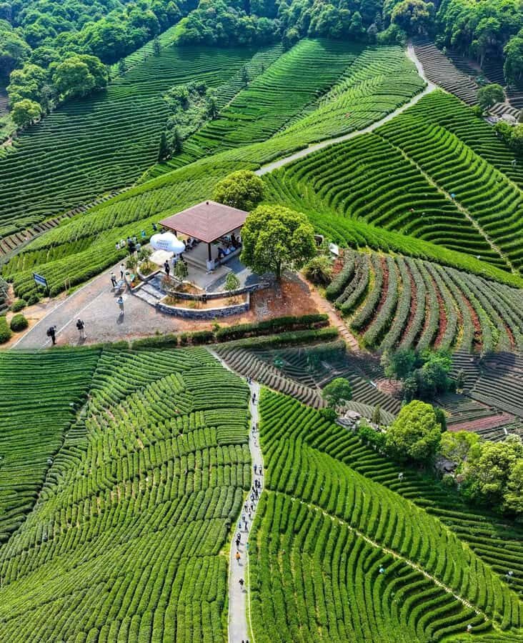 Hangzhou Tea Tour: Villages, Lakes & Whisked Tea Experience - The Experience in Detail