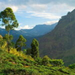 Haputale Tea Estate Walking Tour From Ella - Authenticity and Experience: What Travelers Really Say